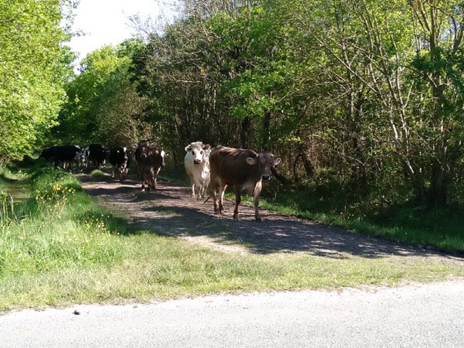 Ferme du Baren de la Matte
