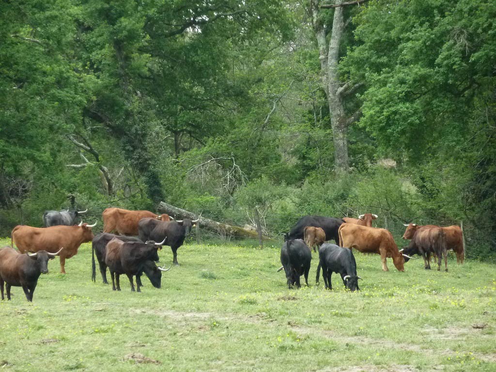 Ganaderia Béarn Armagnac