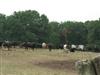 Ganaderia Deyris, les vaches vous sourient