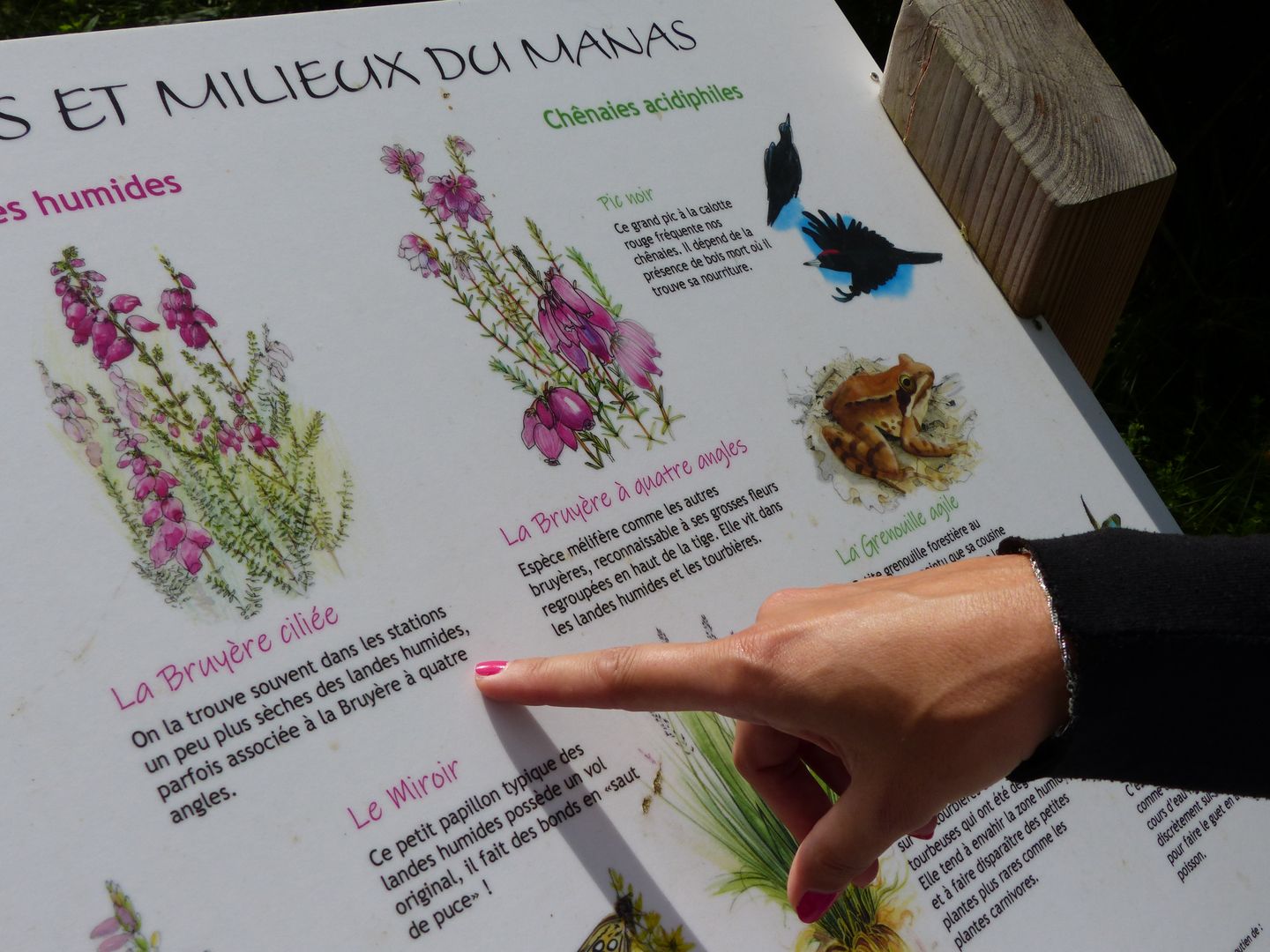Le vallon du Manas