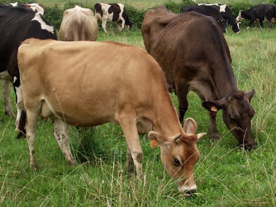 Magasin de producteurs fermiers Gohetxea - photo 3