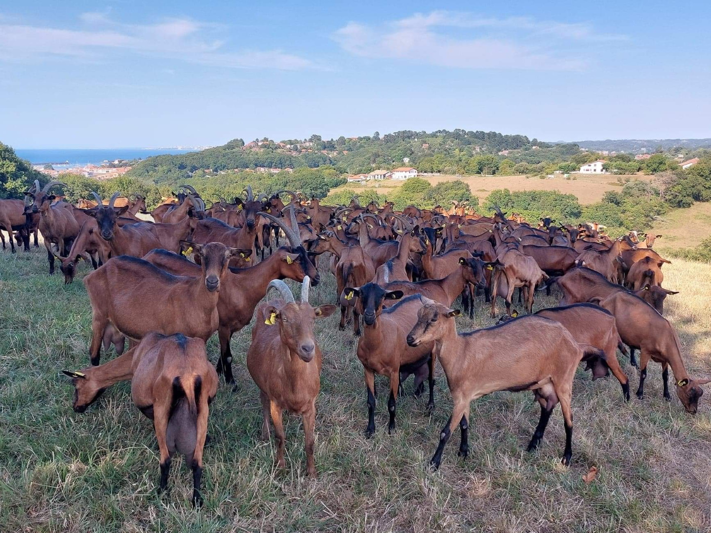 Ferme Hirigoingo-Borda - photo 2