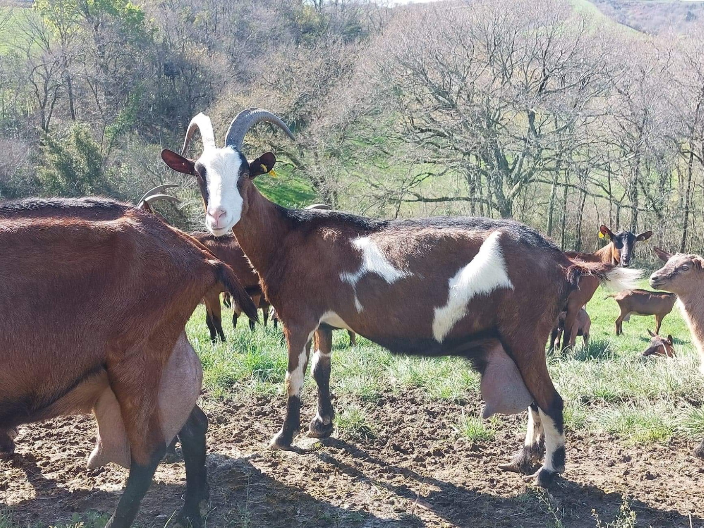 Ferme Hirigoingo-Borda - photo 3