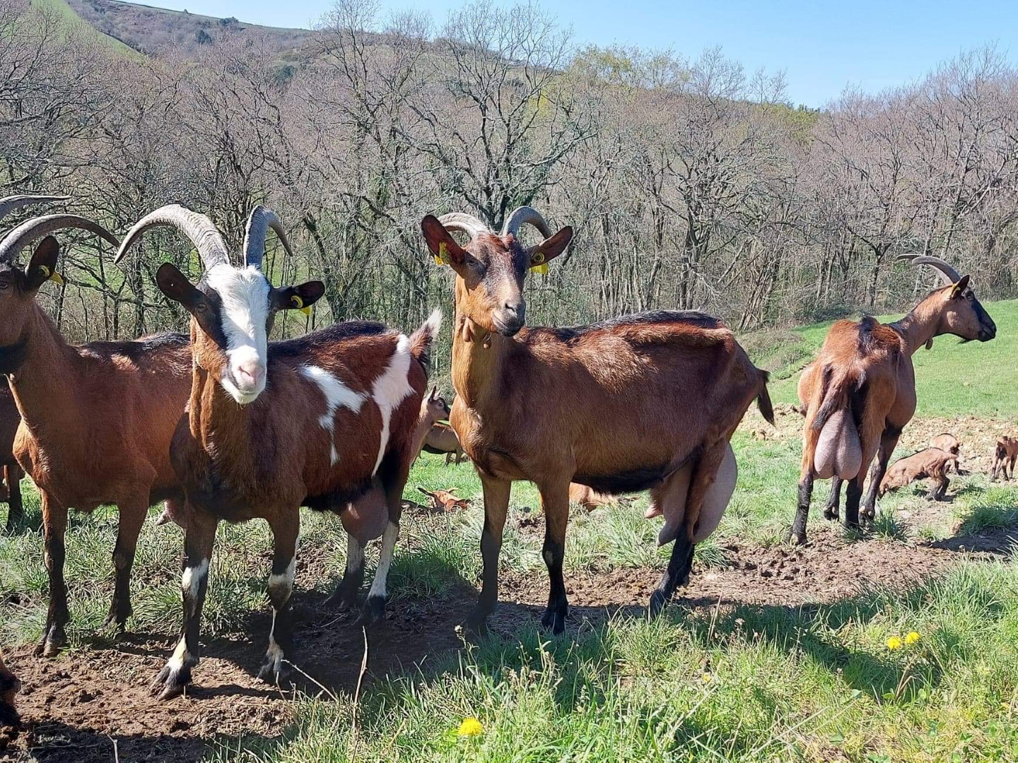 Ferme Hirigoingo-Borda - photo 4