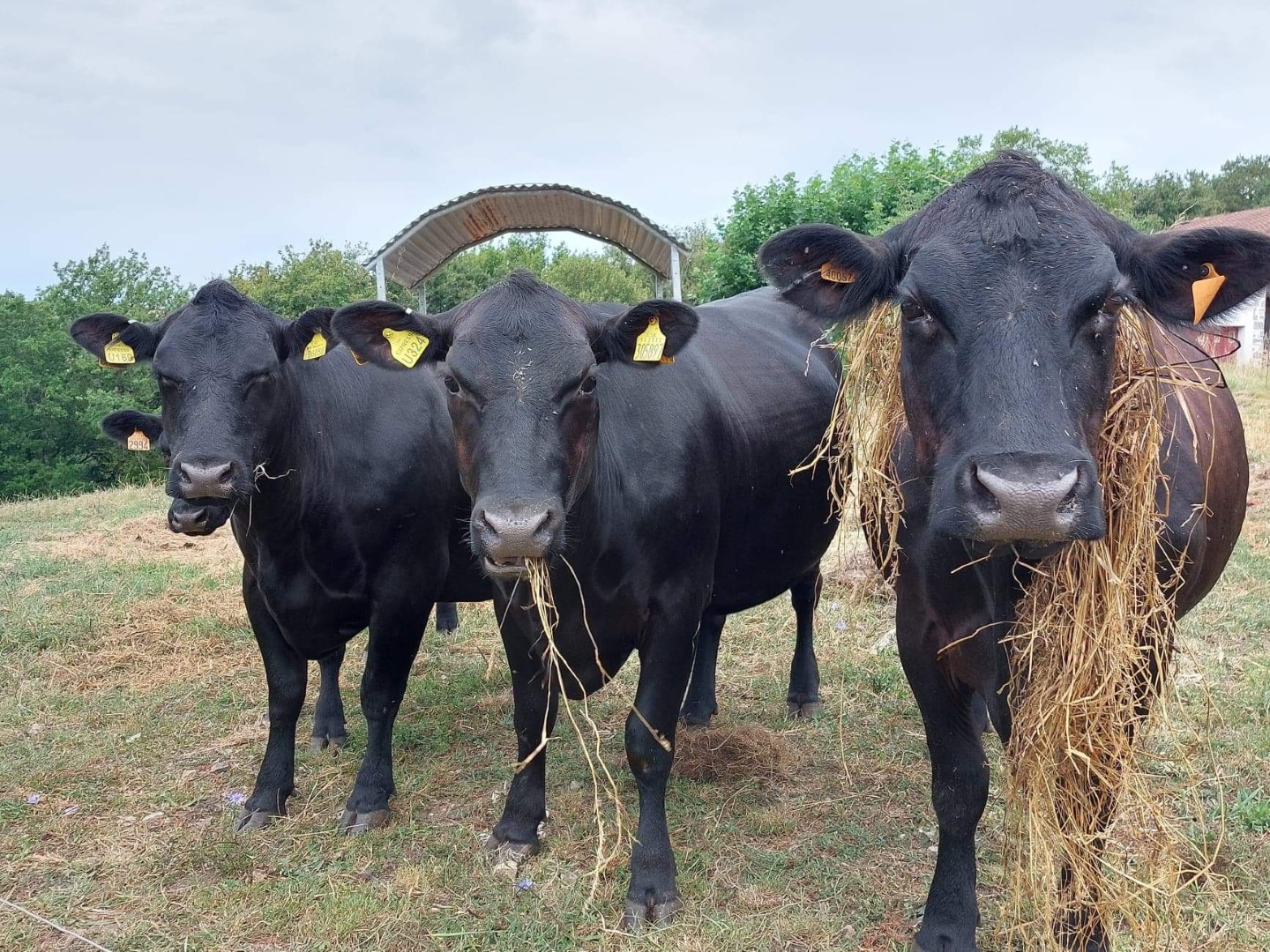 Ferme Hirigoingo-Borda