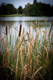 Hontanx - Etang - Nature - Roseau (2)