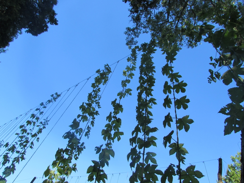 La Ferme Brasserie Moustous, Cours-les-Bains - photo 4
