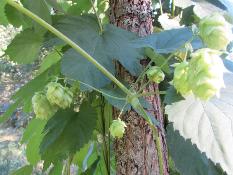 La Ferme Brasserie Moustous, Cours-les-Bains - photo 8
