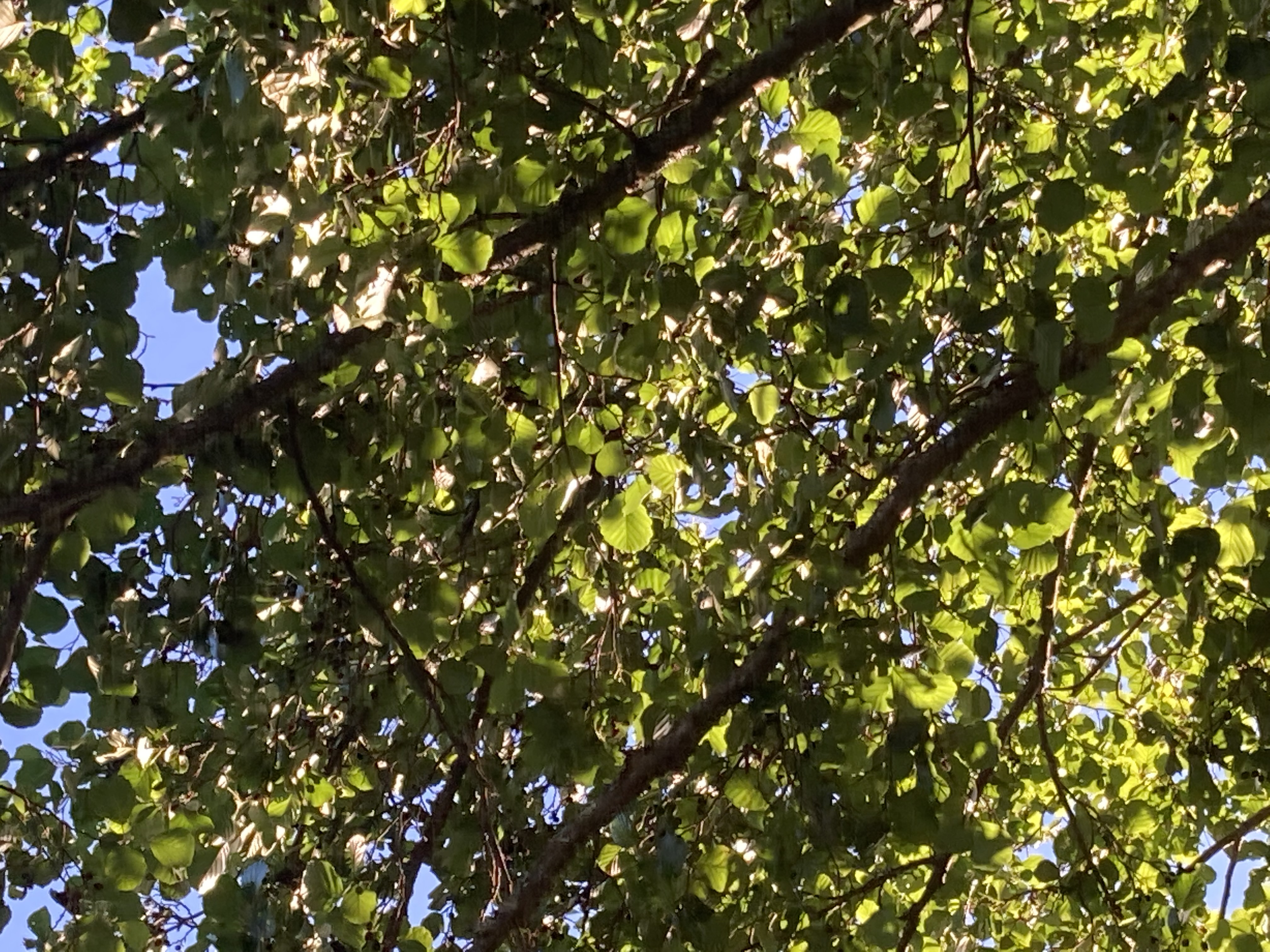 Sortie avec la maison de la nature - Nos amis les arbres