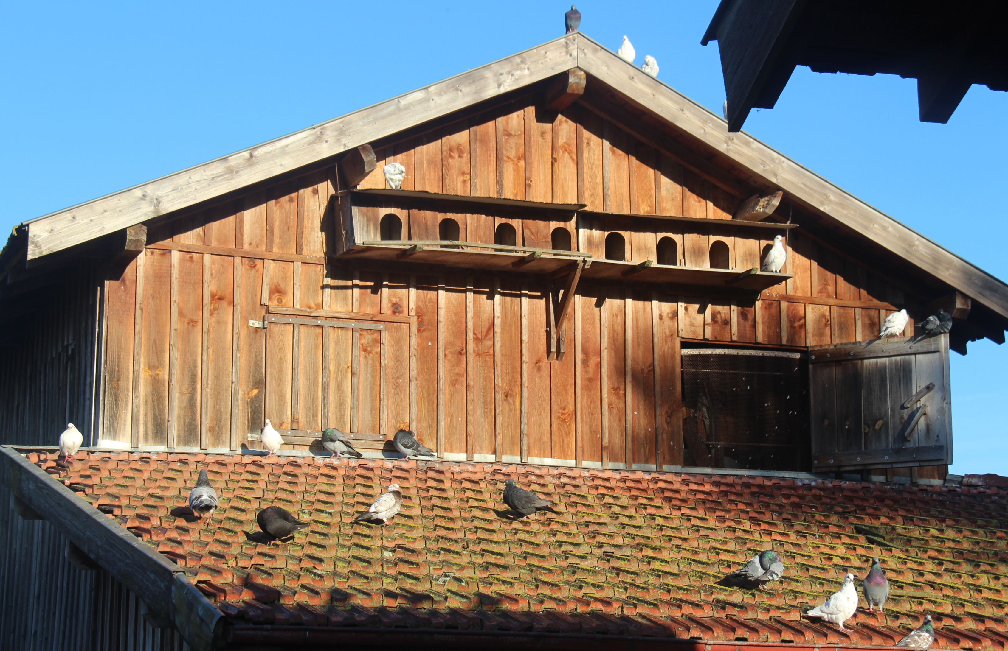 Ferme pédagogique au Musée des traditions