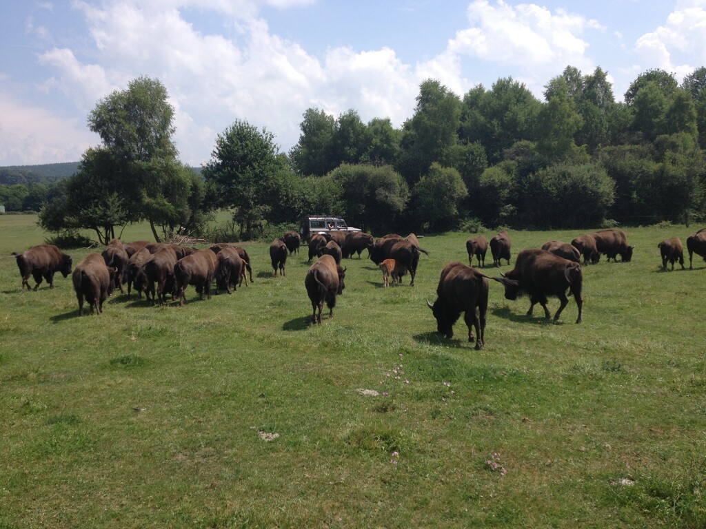 Elevage de bisons du palais