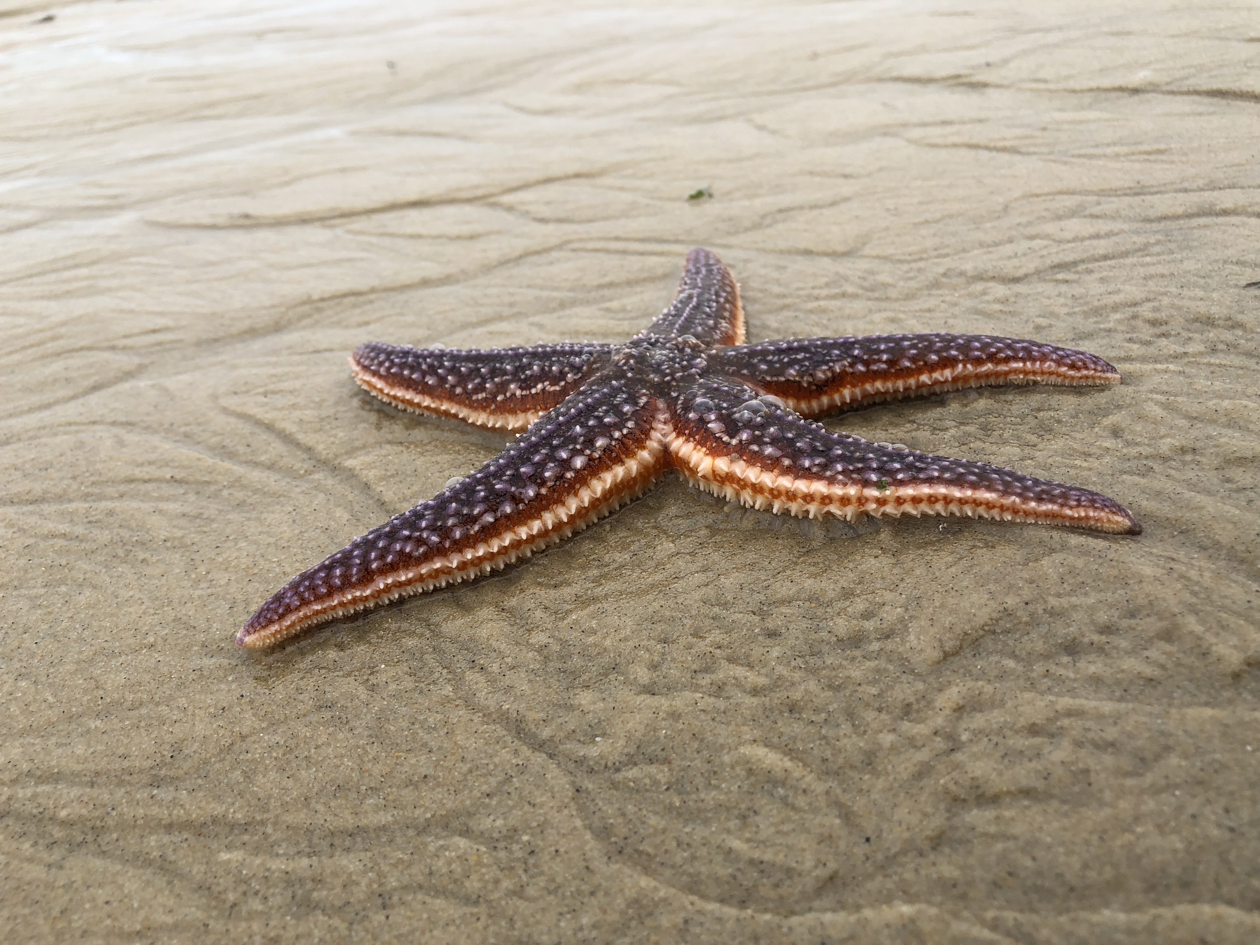 Biodiversité du Bassin d&rsquo;Arcachon : une richesse à découvrir