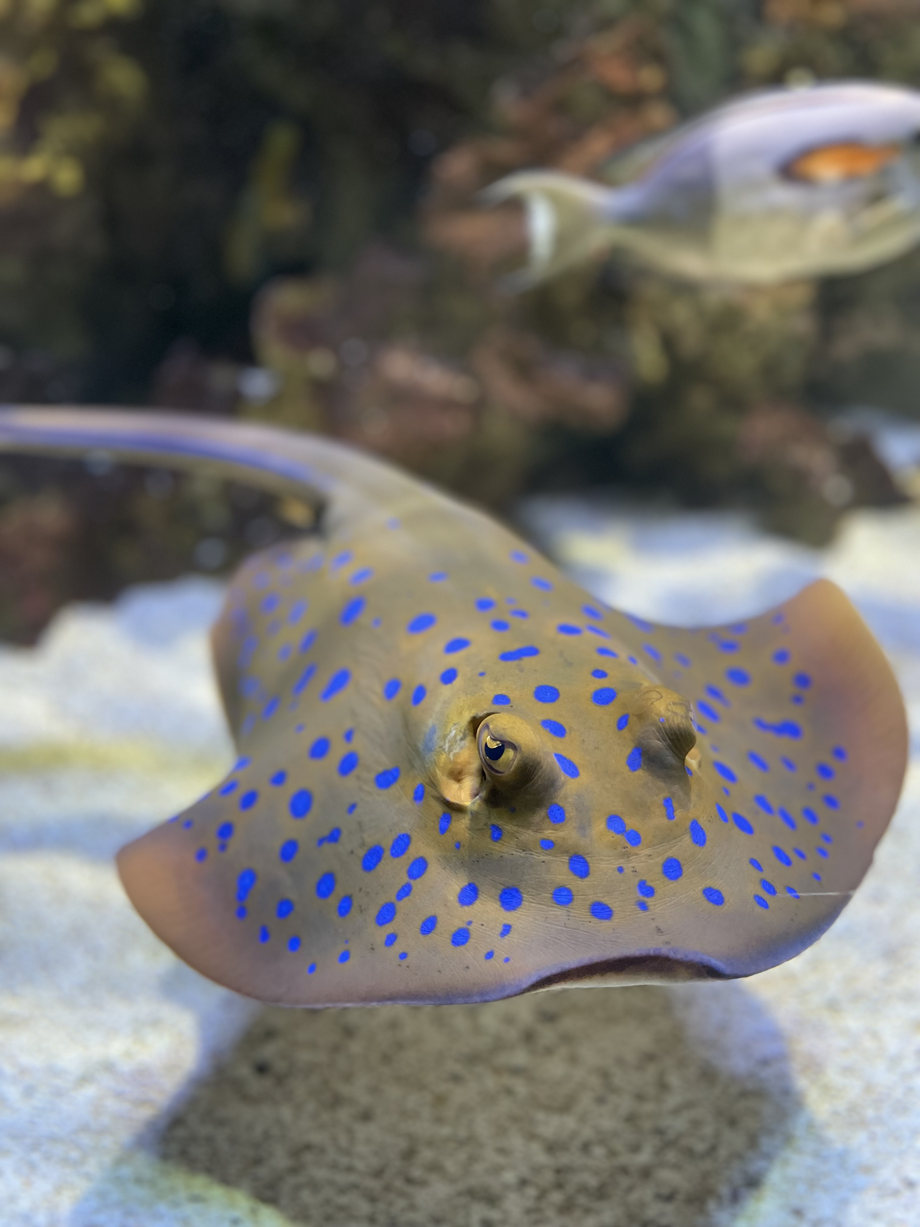 Aquarium Refuge Limoges