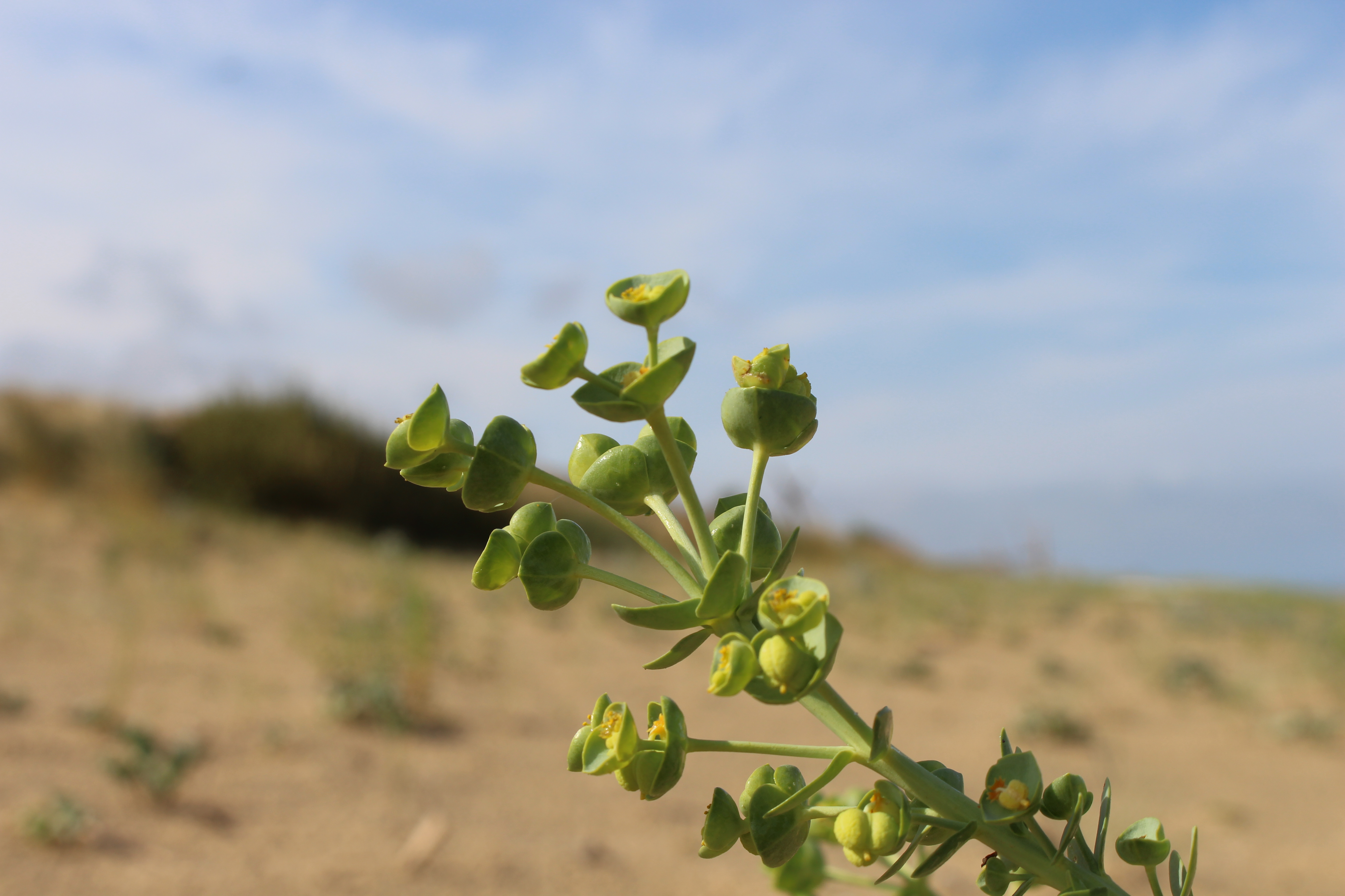 Biodiversité du Bassin d&rsquo;Arcachon : une richesse à découvrir