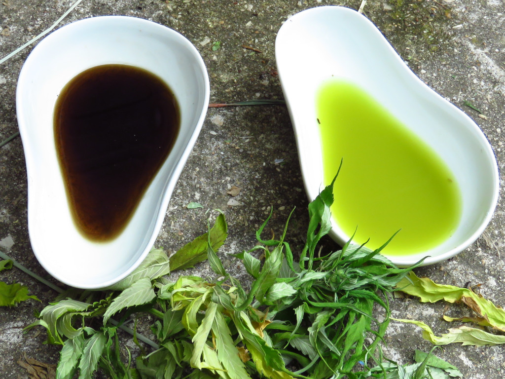 Stage de teintures végétales solaires