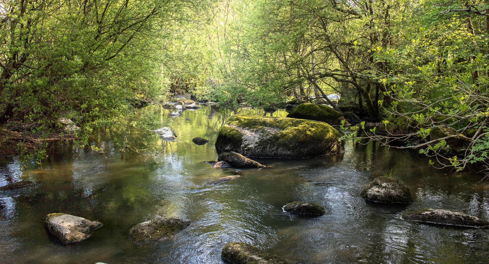 Etang de Bois Pouvreau