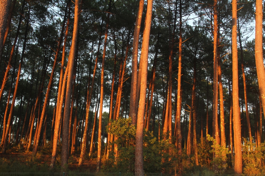 Village les Pins d'Or