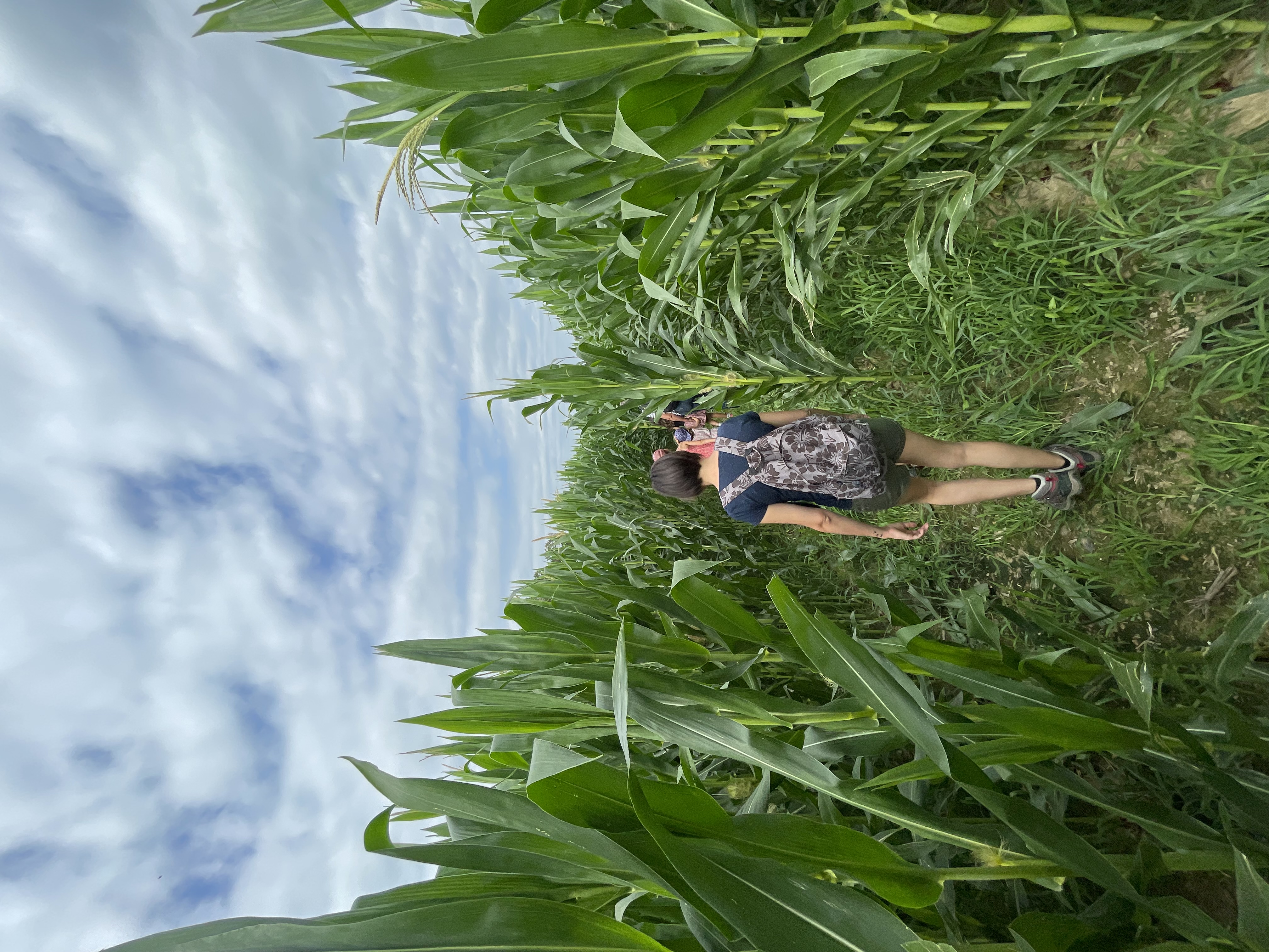 Labyrinthe de Maïs