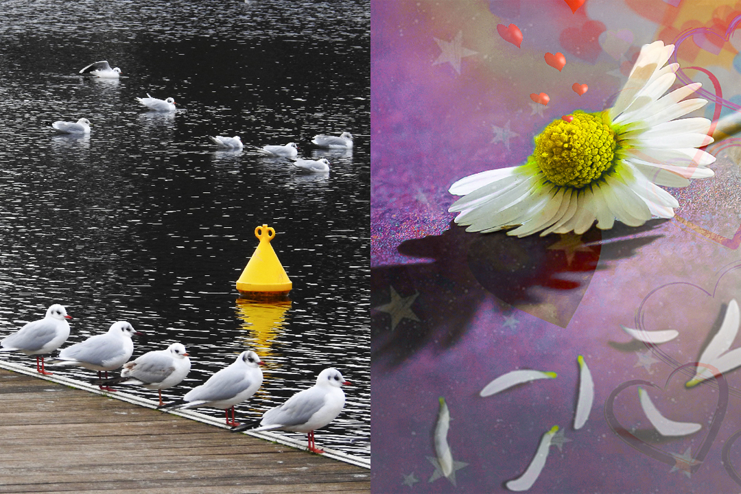 Exposition de photographies – photomontages et peintures