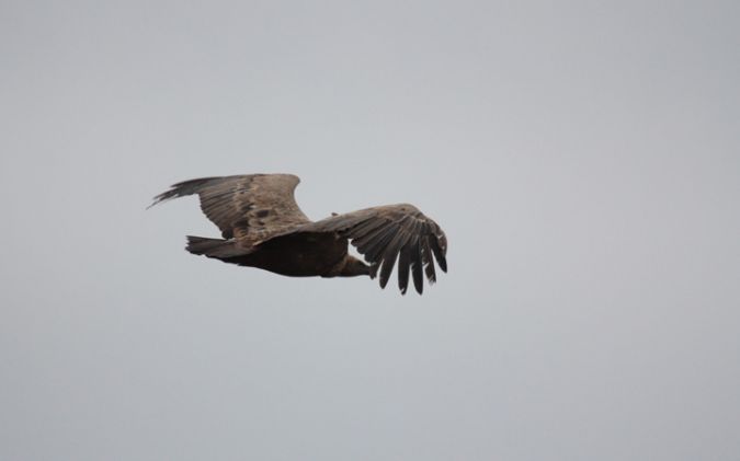 Col d'Organbidexka : observation des oiseaux