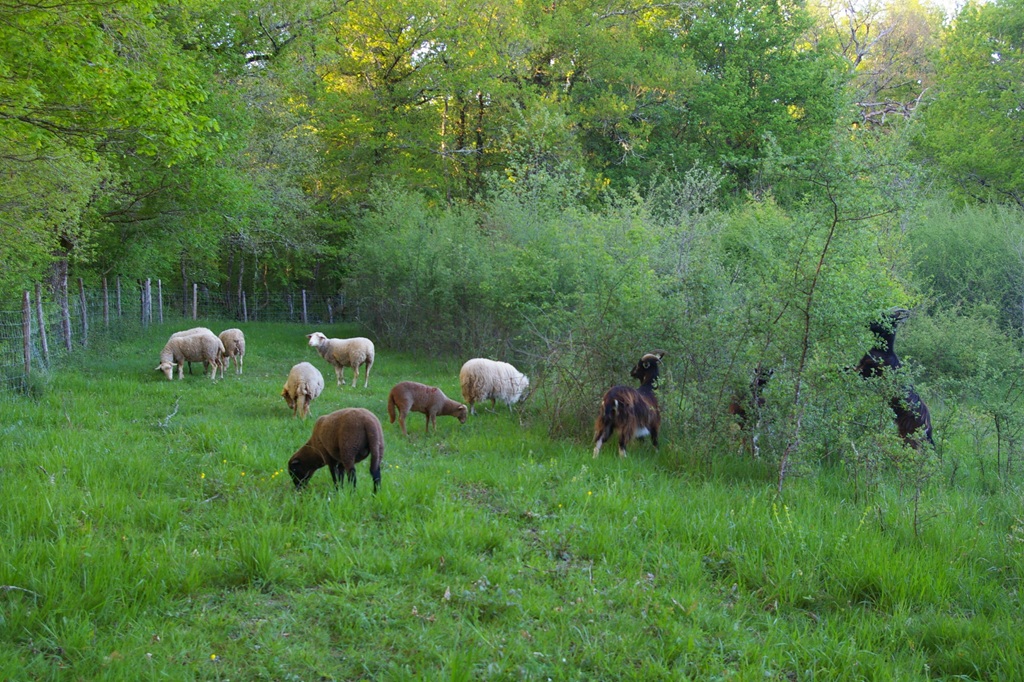 Atelier "Visite de la ferme"