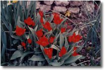 Jardin Botanique de Darel