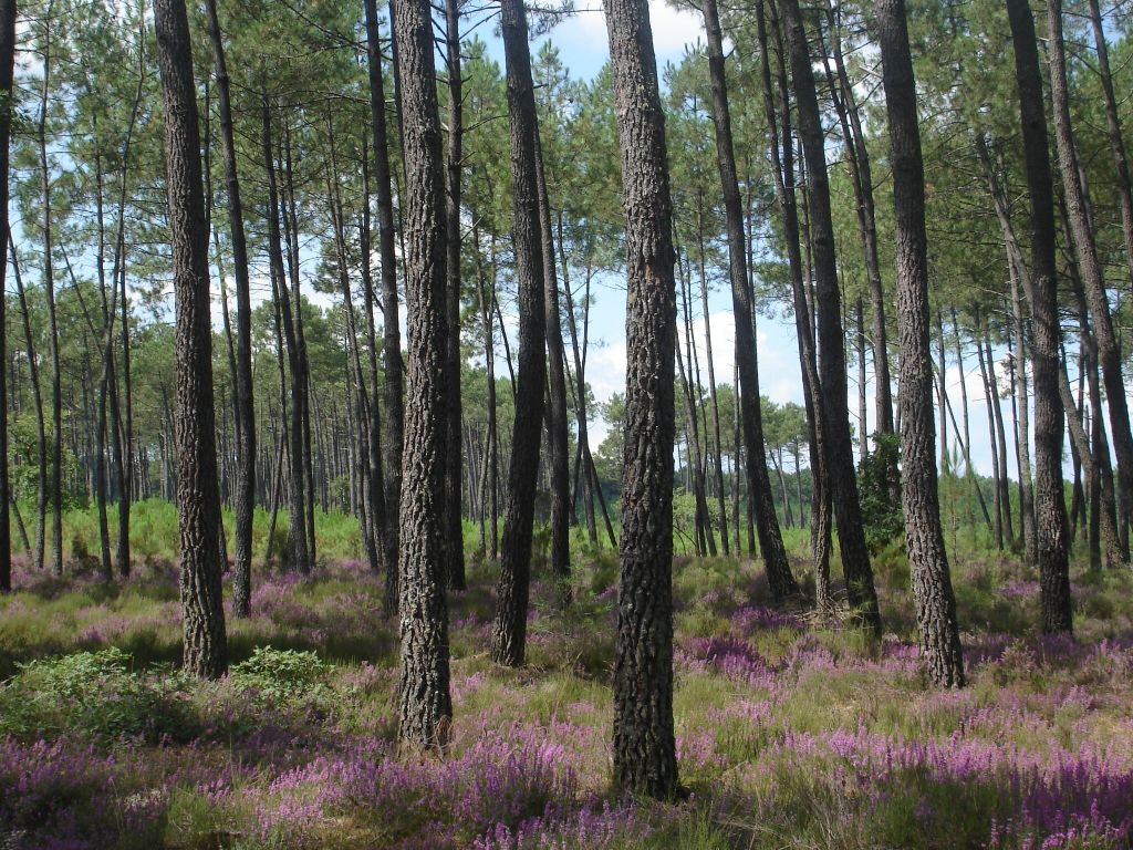 Labrit Pins et bruyères 2