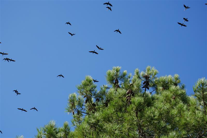 Lachanau (5) &copy; M&eacute;doc Atlantique