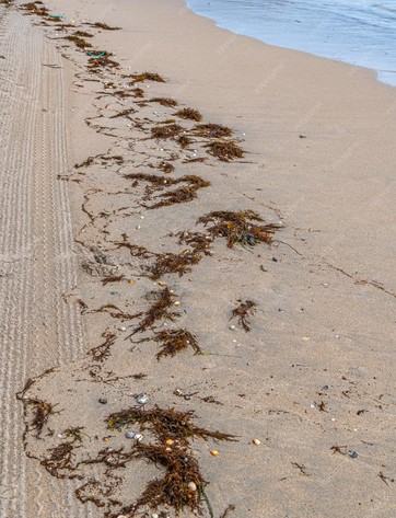 La valse des vagues — visuel événement