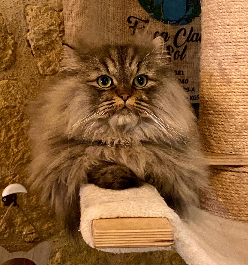 Le Cat Quarts, Saint-Macaire - photo 4