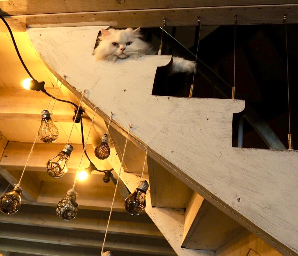 Le Cat Quarts, Saint-Macaire