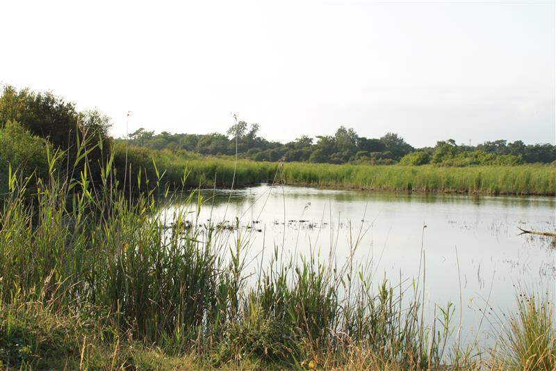 Le Marais du Logit - © Médoc Atlantique (10)
