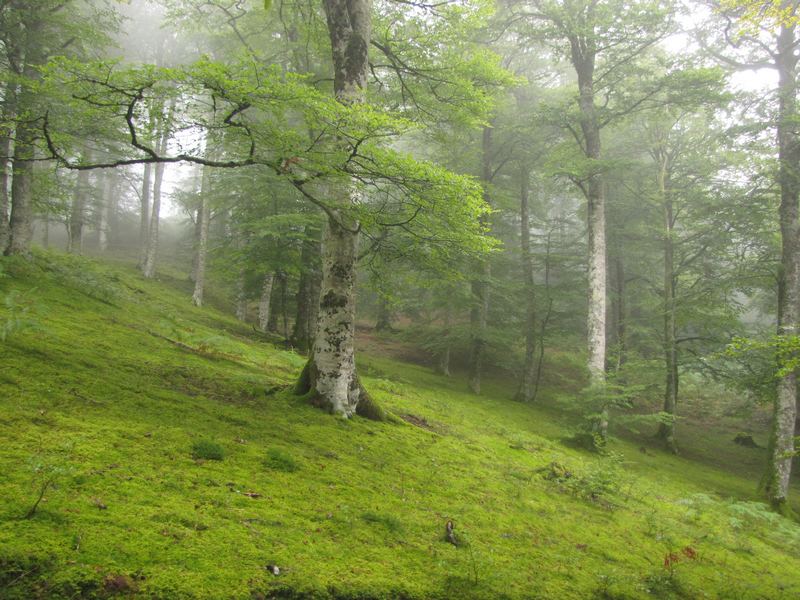 La Forêt d'Hayra