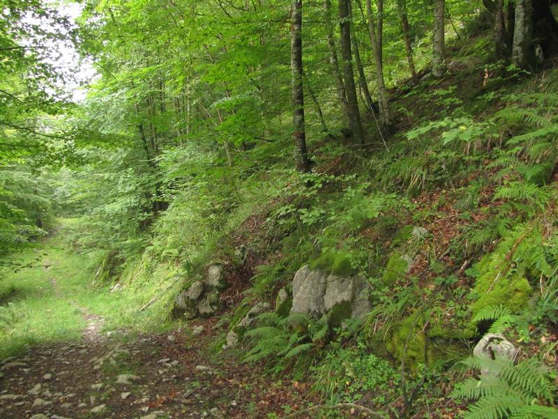 La Forêt d'Orion