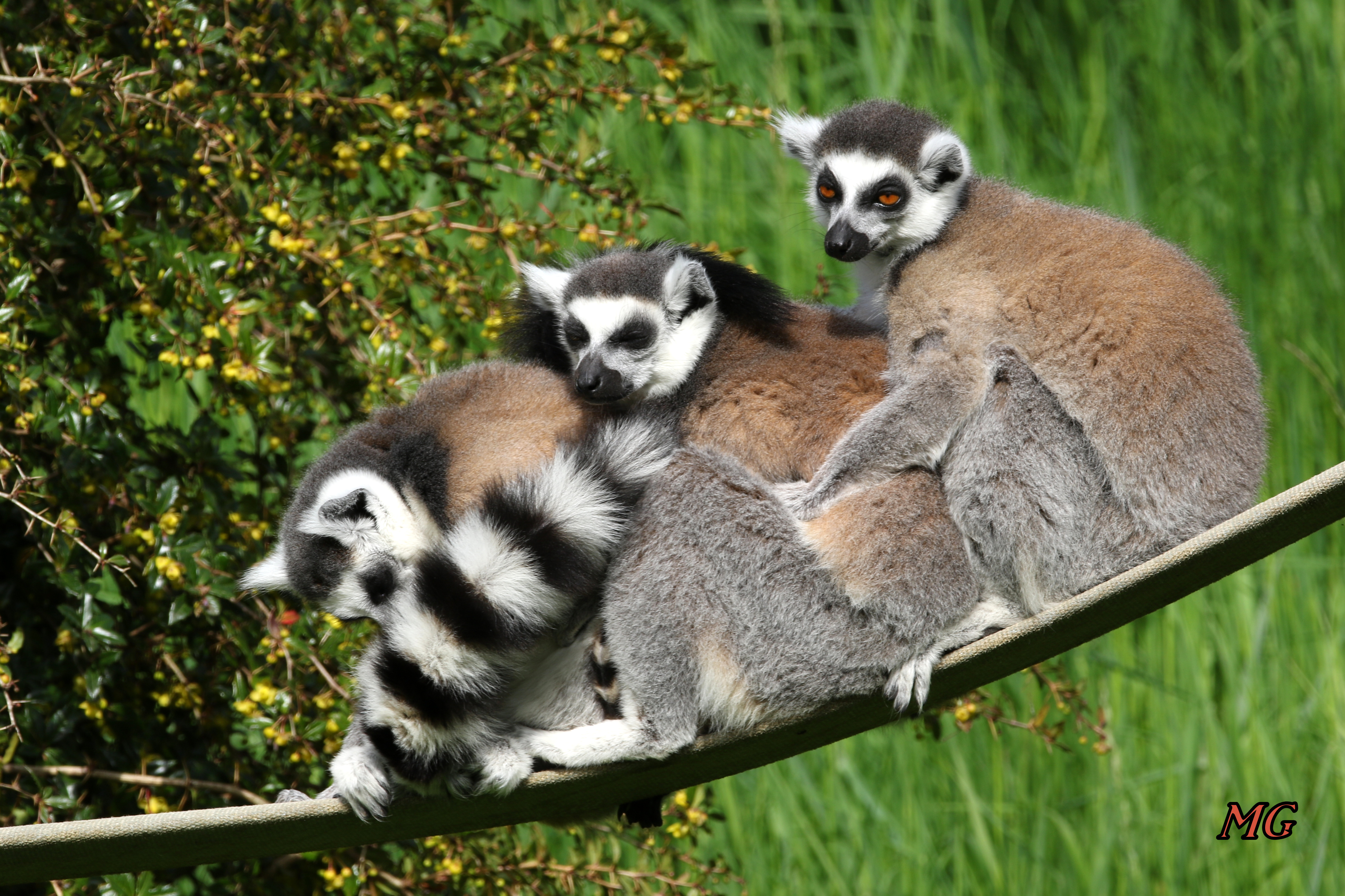 Parc Zoo du Reynou