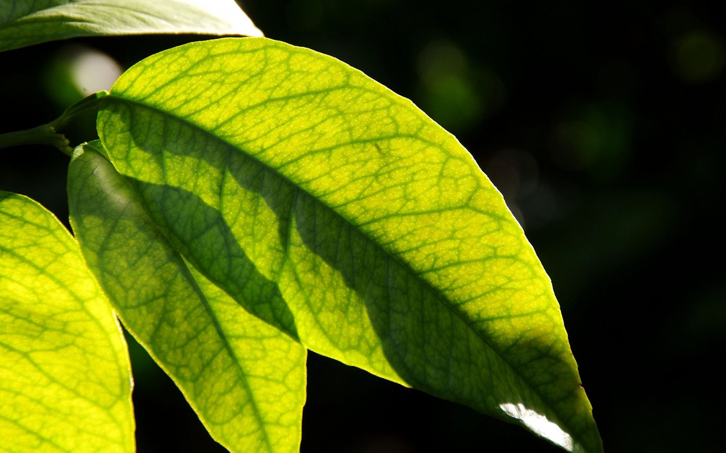 Jardin botanique littoral : À la découverte des feuilles