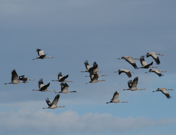 Col d'Organbidexka : observation des oiseaux