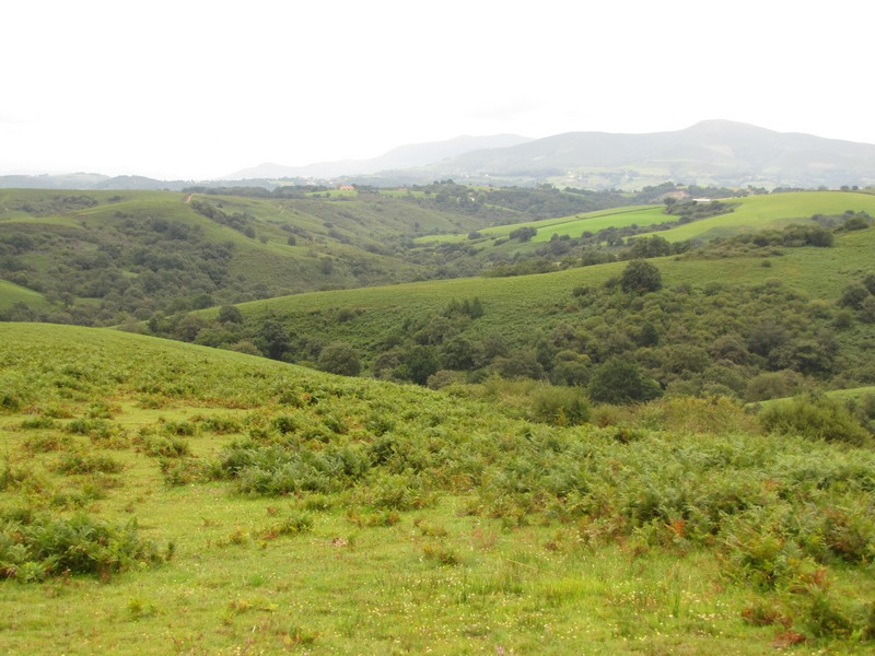 Les landes de Hasparren