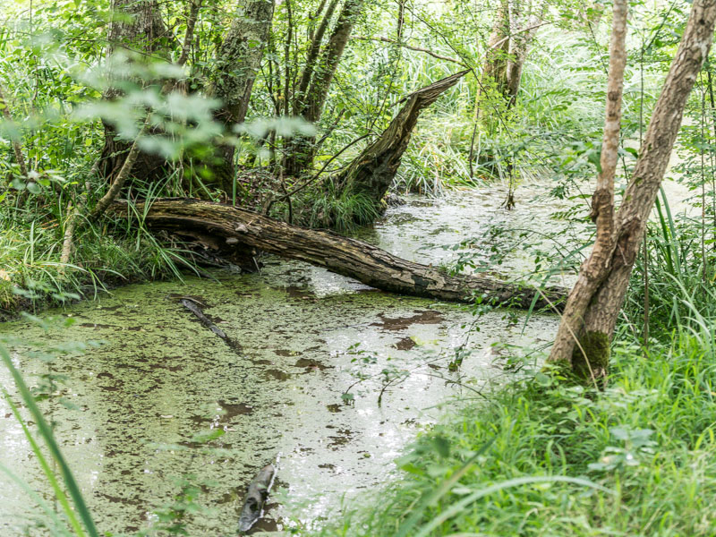 Marais d'Arcins Soussans