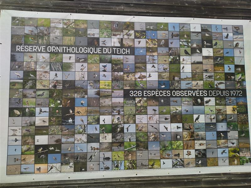 Les oiseaux de la r&eacute;serve