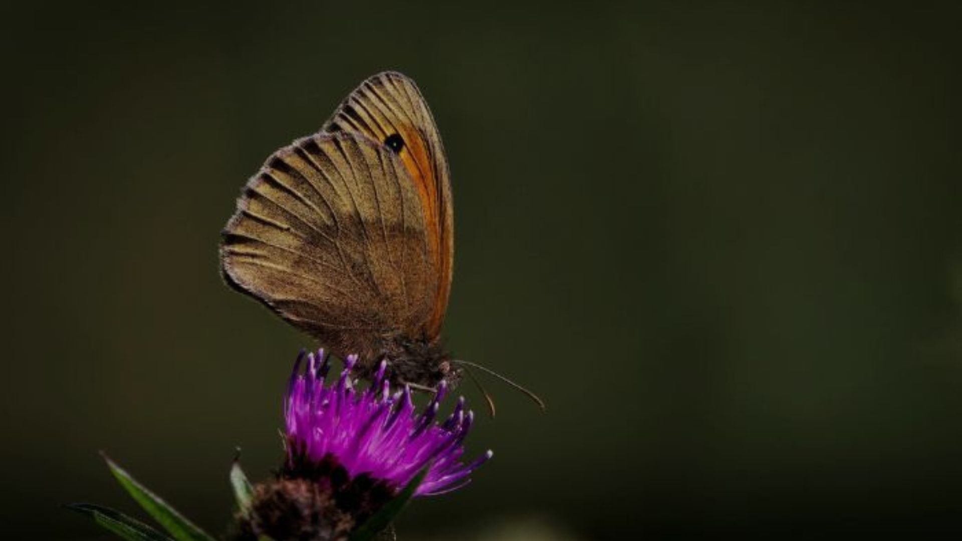 Les papillons de la Saligue