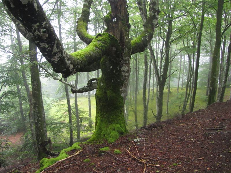 La Forêt d'Hayra