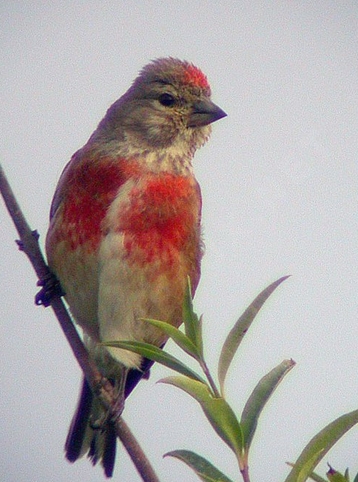 Linotte mélodieuse