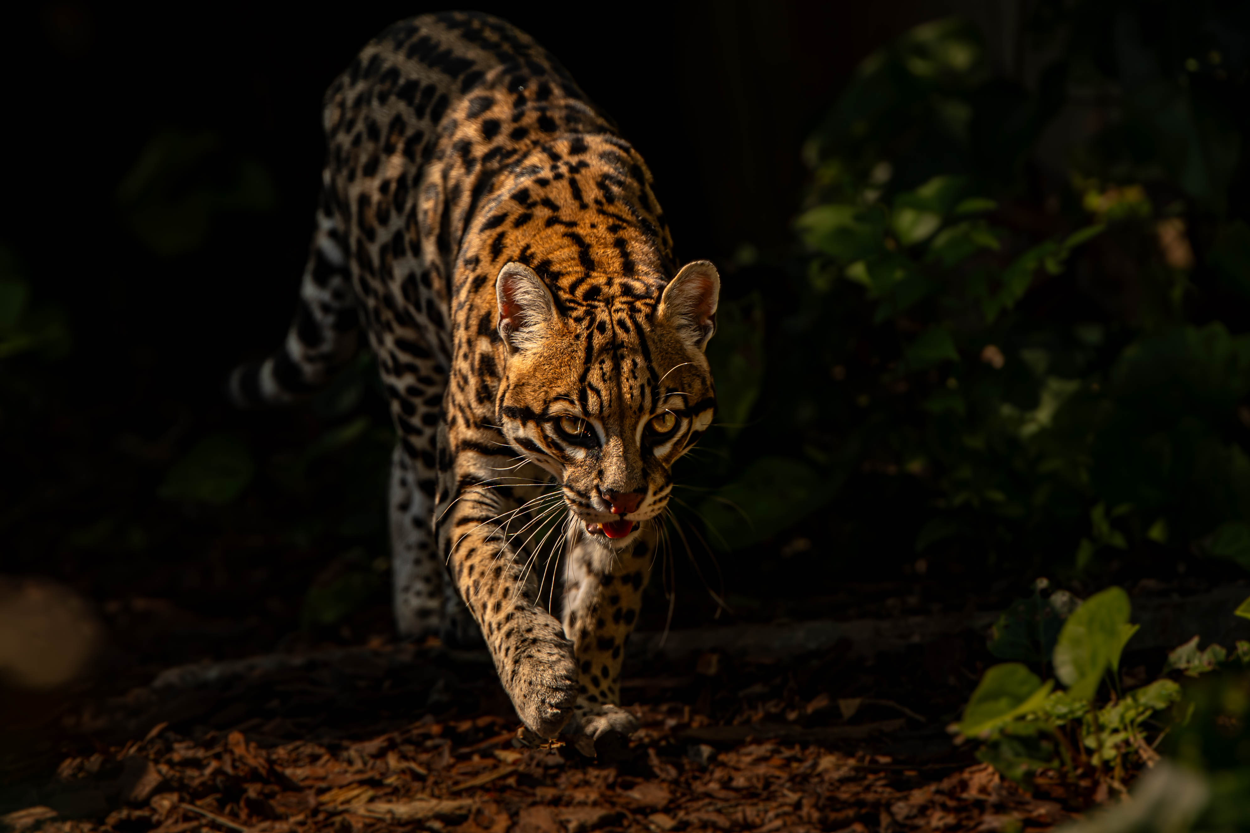 Zoo d'Asson