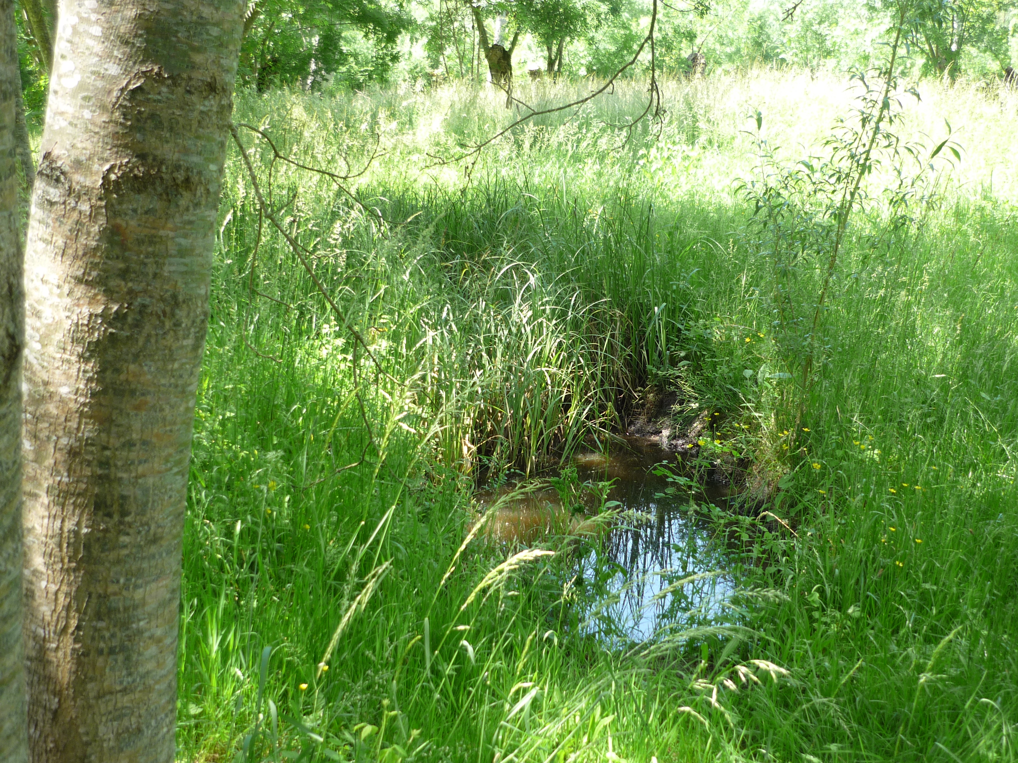 Marais de Saint-Georges-de-Rex et d’Amuré