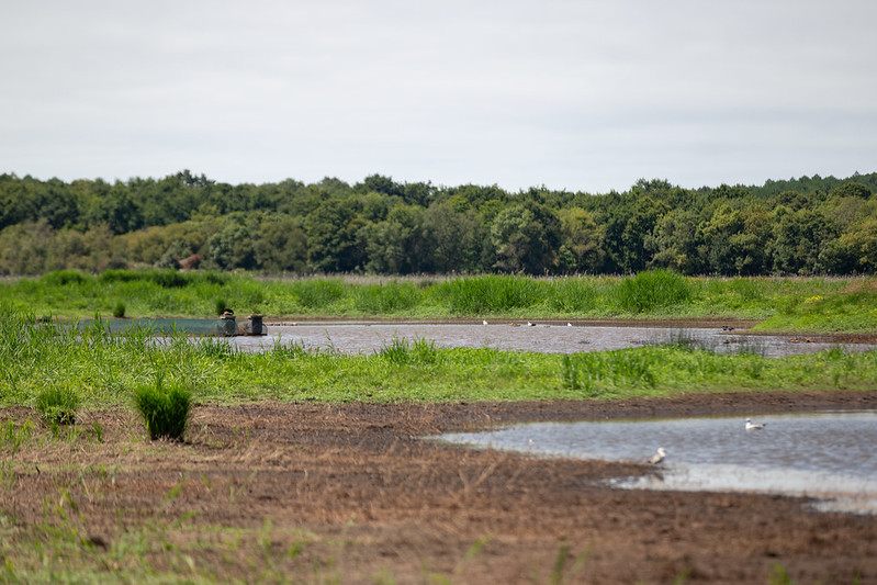 Sentier pédagogique du marais de la Perge