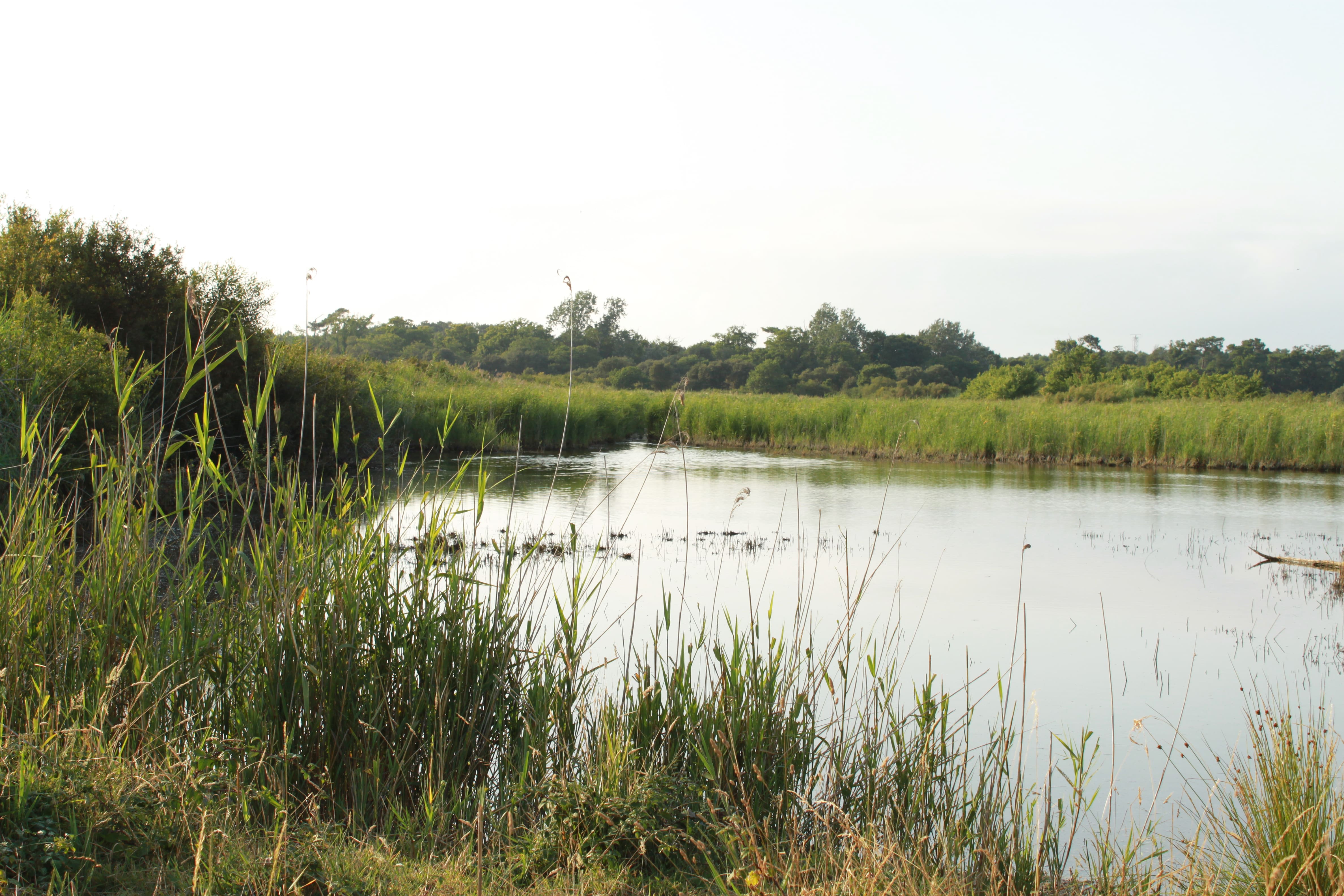 Marais du Logit
