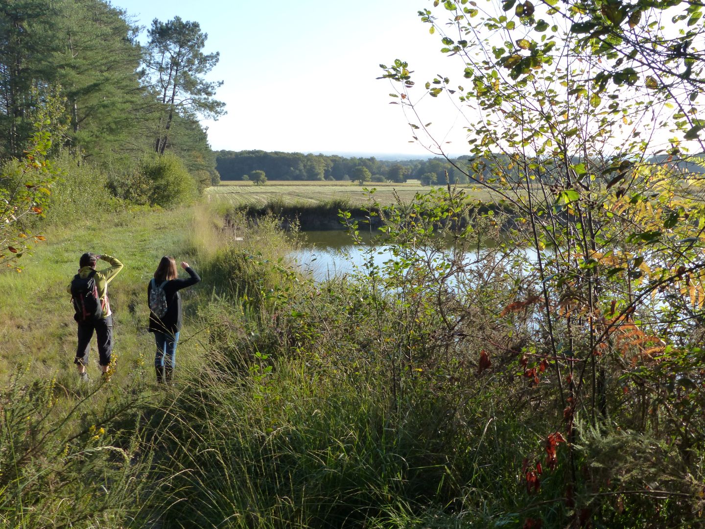 Landes humides du bois de la Seube