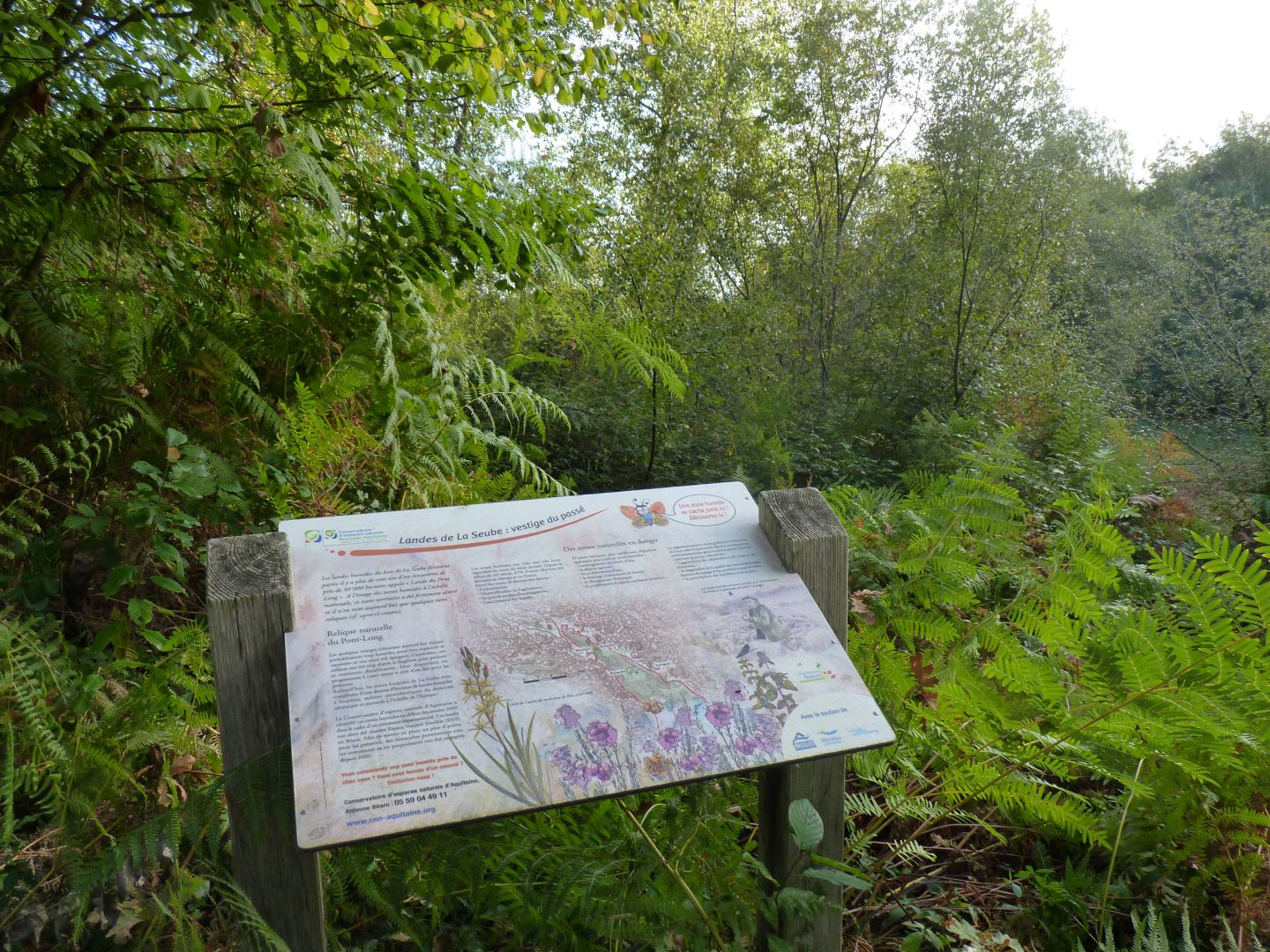 Landes humides du bois de la Seube