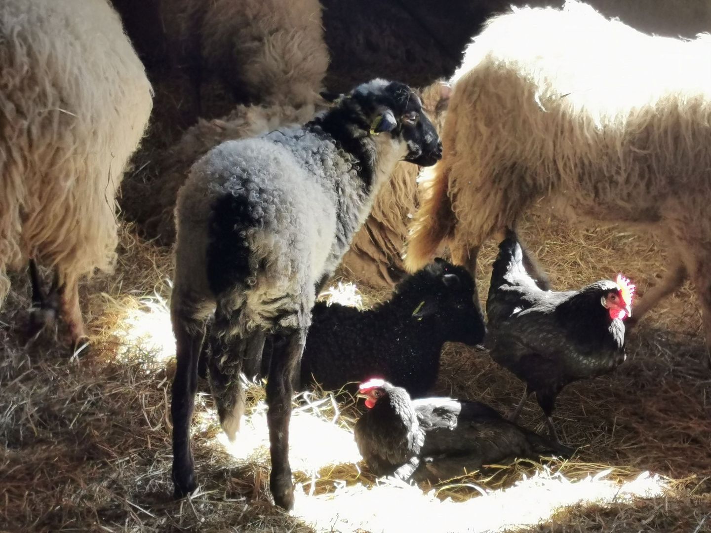 Ferme Bibane